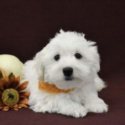 Amazing Teacup Maltipoo Puppies For Adoption