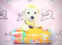 Beautiful Maltipoo's T Cup Puppies