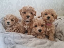 Extremely tiny Maltipoo puppies