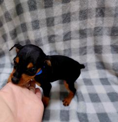 Miniature pincher puppy for sale
