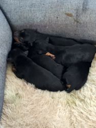 Toy manchester terrier for sale