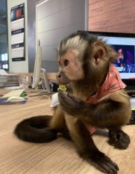 Marmoset & Capuchin Monkey ready to leave home