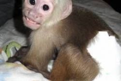 Awe capuchin monkeys