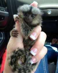 Marmosets monkeys for sale. All our monkeys are Home raised, very soci