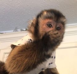 Lovely baby monkey for adoption