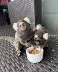 2 Baby Marmoset Monkeys