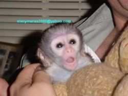 Diaper Trained baby capuchin monkeys available