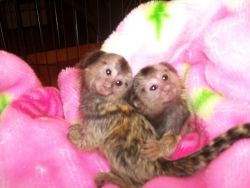 Stunning Baby Marmoset Monkey With Large Cage!!