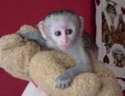 Cute and well trained baby capuchin monkey