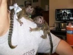 Marmoset Monkeys For Re Homing(xxx) xxx-xxx5