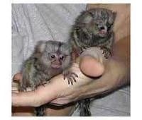 Cute lovely Marmoset monkeys available