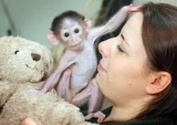 sweet baby monkeys for new homes