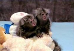 Lovely pair male and female Marmoset monkey