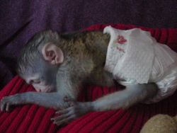 Baby Capuchin monkeys Available pls call or text (xxx)-xxx-xxxx