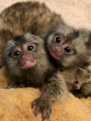 Beautiful Tiny Common Marmoset Monkey Babies Available