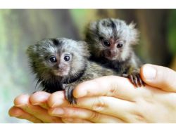 Baby Marmoset Monkeys Perth
