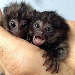 Baby monkeys for sale.
