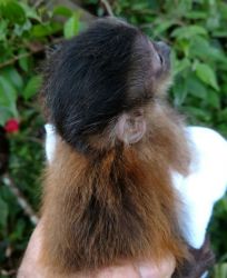 Healthy Marmoset Monkeys for adoptioN