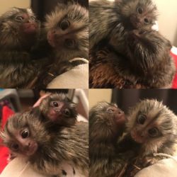 Healthy male and female marmoset monkeys available