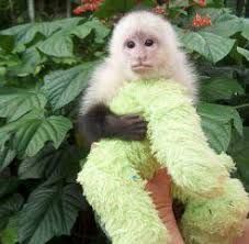 Adorable male and female capuchin monkey need a lcaring home