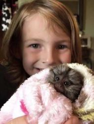 Beautiful baby marmoset monkeys txt (xxx) xxx-xxx2