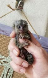 finger monkey babies for adoption