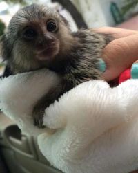 Baby Capuchin monkeys Available!