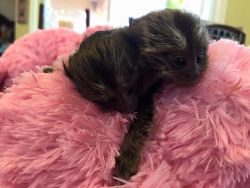 Magnificent marmoset monkeys we are giving them for sale***
