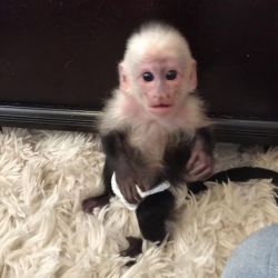 Capuchine monkeys male and female vaccinated and dewormed contact or t