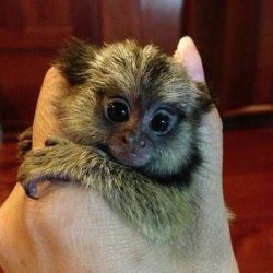 Outstanding Marmoset Monkeys Available for New Homes