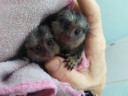 Baby marmosets for sale