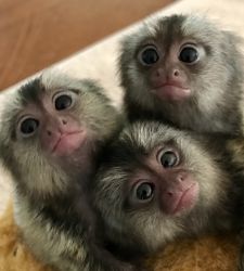 HOME TRAINED BABIES MALES AND FEMALES MARMOSET MONKEYS FOR SALE
