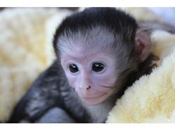 Adorable USDA registered Monkey For Sale