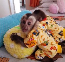 ADORABLE BABY CAPUCHIN MONKEY FOR SALE