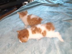 2 manx kittens
