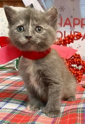 Adorable Christmas Kitten