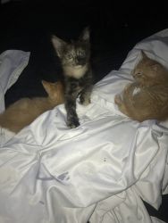 Kittens seeking loving homes