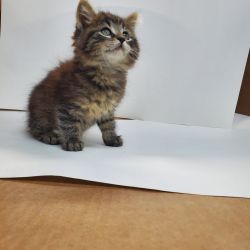 Male & Female Manx Kittens For Sale Now