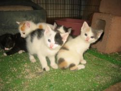 Beautiful Manx Kittens For sale