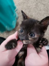 Kittens need forever home!