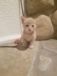 Rare Manx Kittens for Sale ( Some Very Rare Polydactyls)