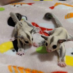 suger gliders for sale