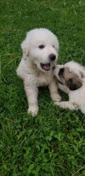 Great Pyrenees and Maremma cross puppies