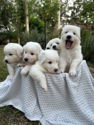 Purebred Maremma Puppies