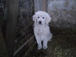 6 month old Maremma Sheepdog Puppies (being trained)