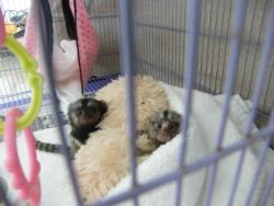 Pygmy Marmoset and Squirrel Monkeys available