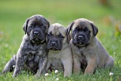 AKC English Mastiff puppies