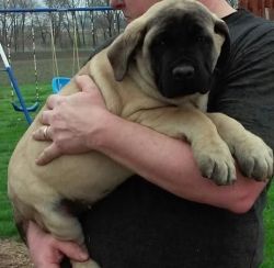 Well trained Mastiff puppies available now.