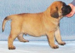 Mastiff Puppies For Sale