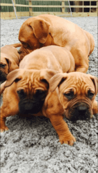 Masiff Puppies For Sale